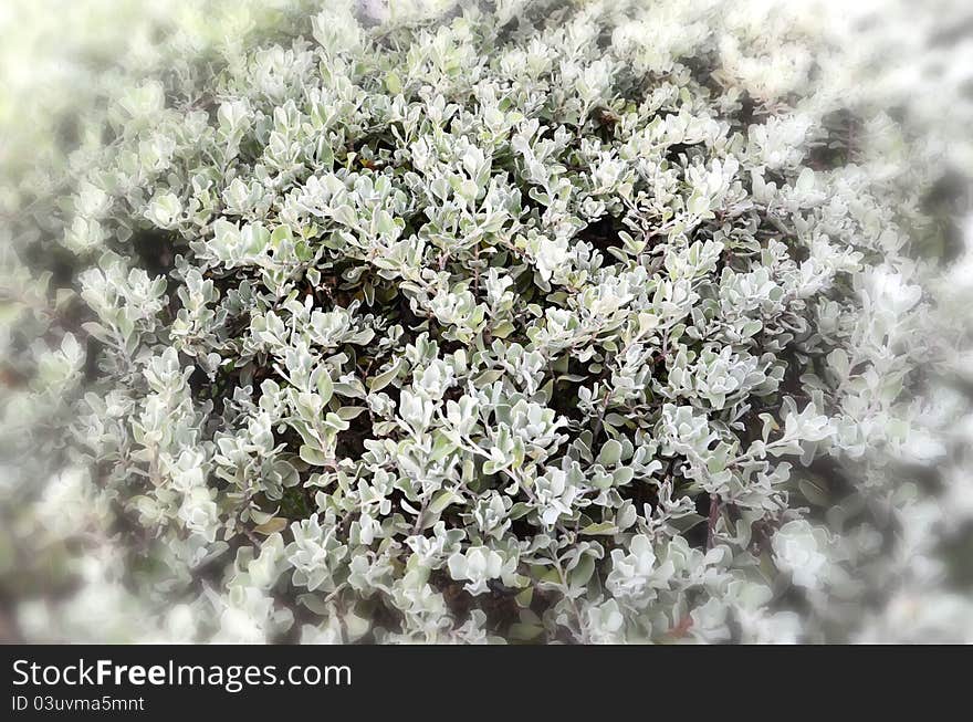 White leaf background