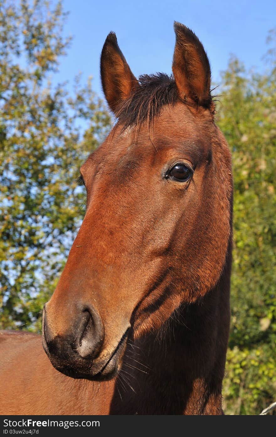 Head of a friendly brown horse. Head of a friendly brown horse