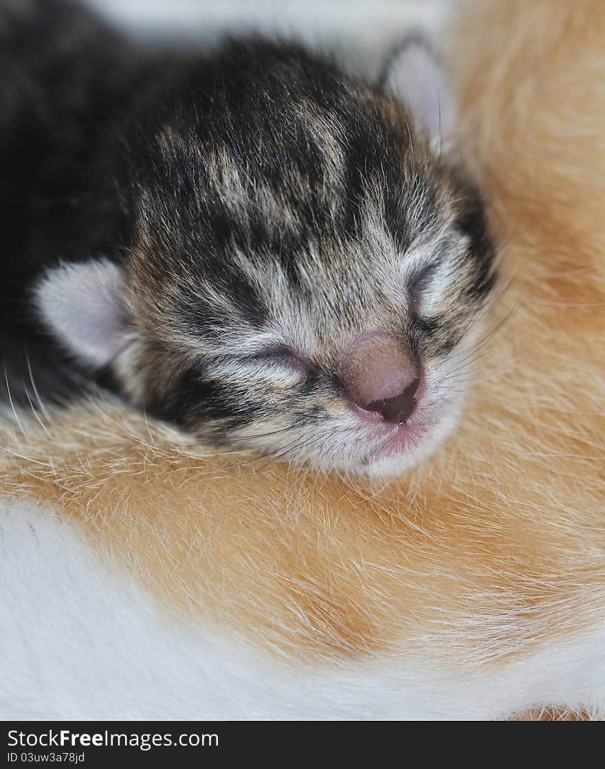 Focus on the adorable little head of a newborn kitten lying on his mother. Focus on the adorable little head of a newborn kitten lying on his mother