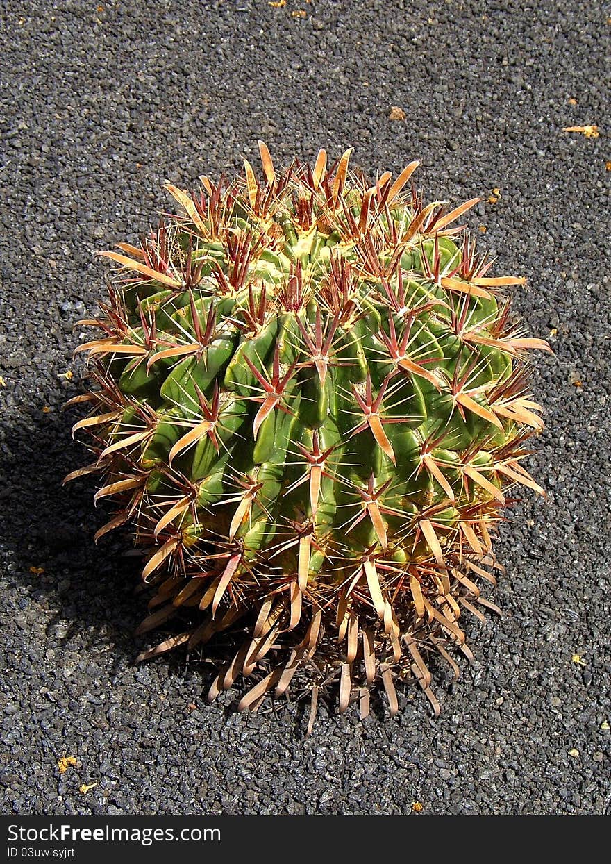 A cactus on  black lava. The shot was taken in Lanzarote, the volcanic island. A cactus on  black lava. The shot was taken in Lanzarote, the volcanic island.