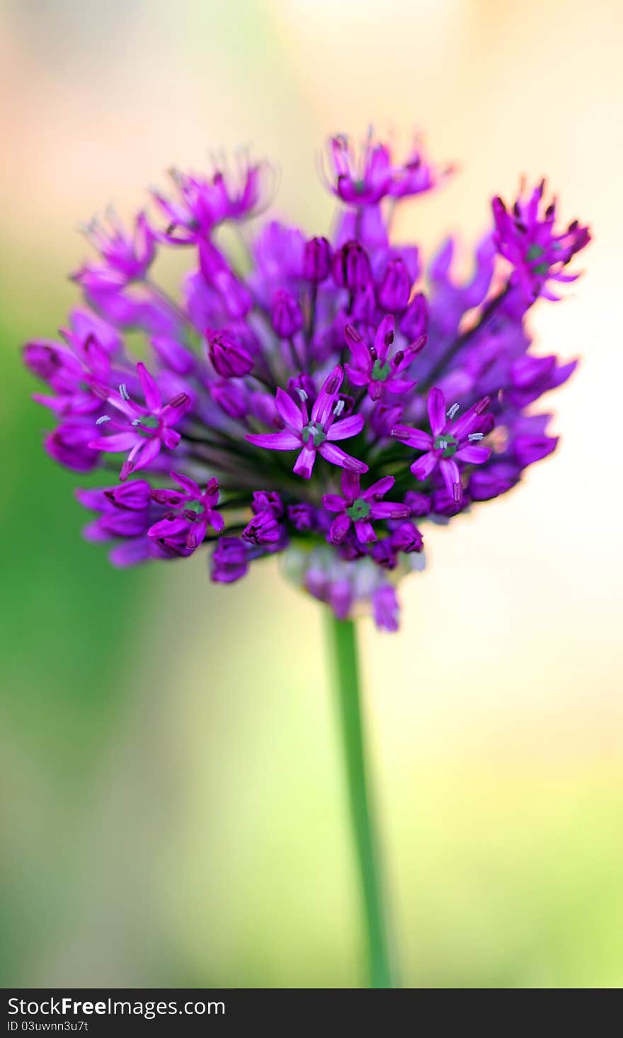 Alium flower newly opened against complementary background. Alium flower newly opened against complementary background