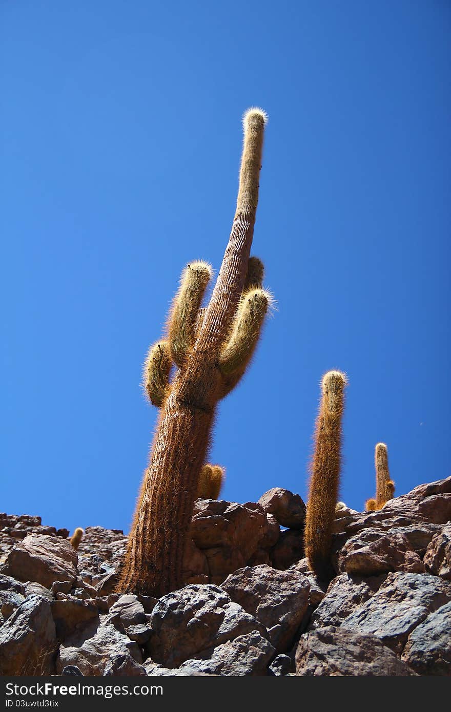 Cactus in the rocky Atacama desert. Cactus in the rocky Atacama desert