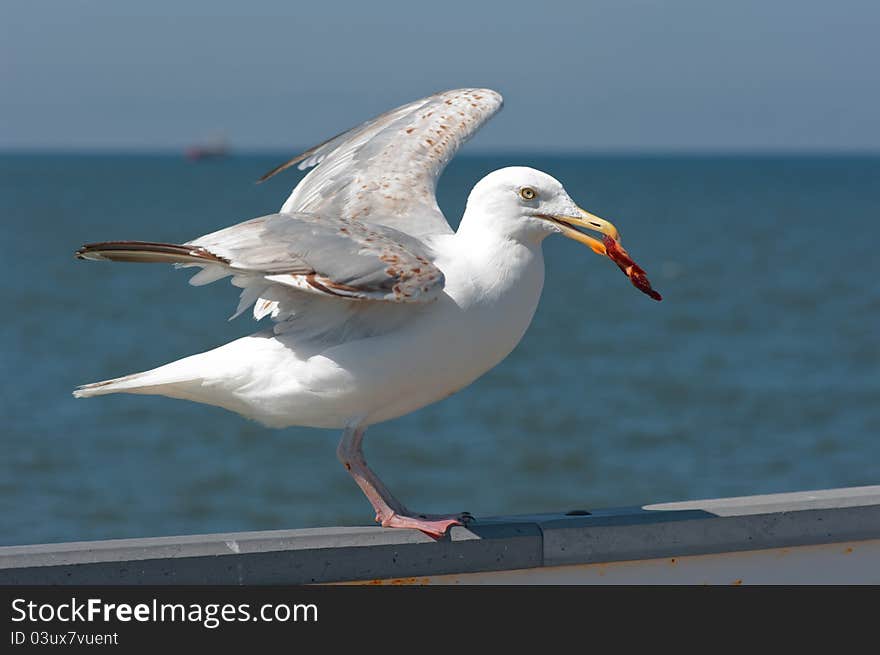 A sea bird, seagull, sit on the pier railing and a piece of meat them. A sea bird, seagull, sit on the pier railing and a piece of meat them.