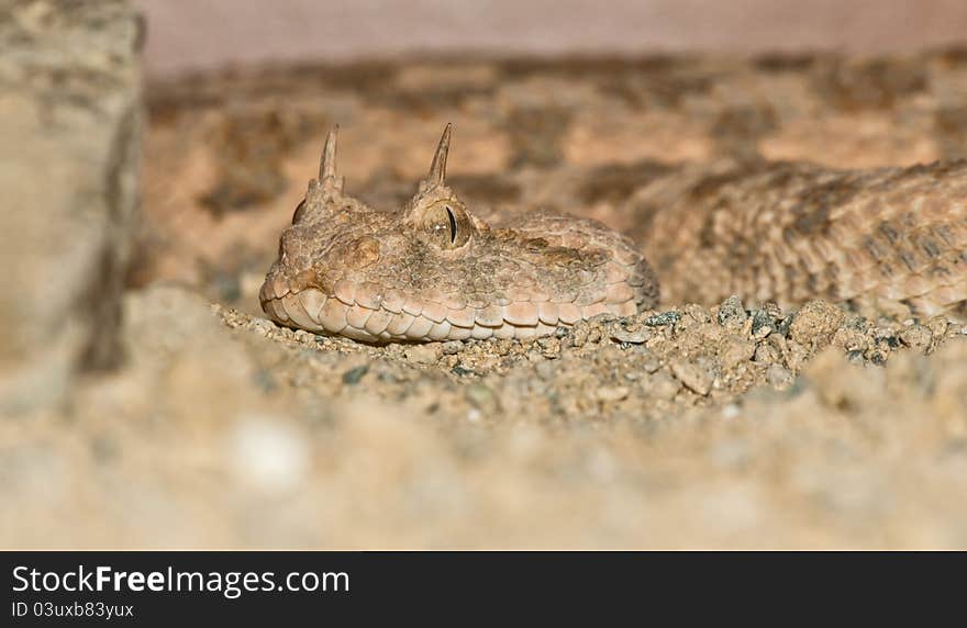 Desert horned viper close-up portrait. Desert horned viper close-up portrait