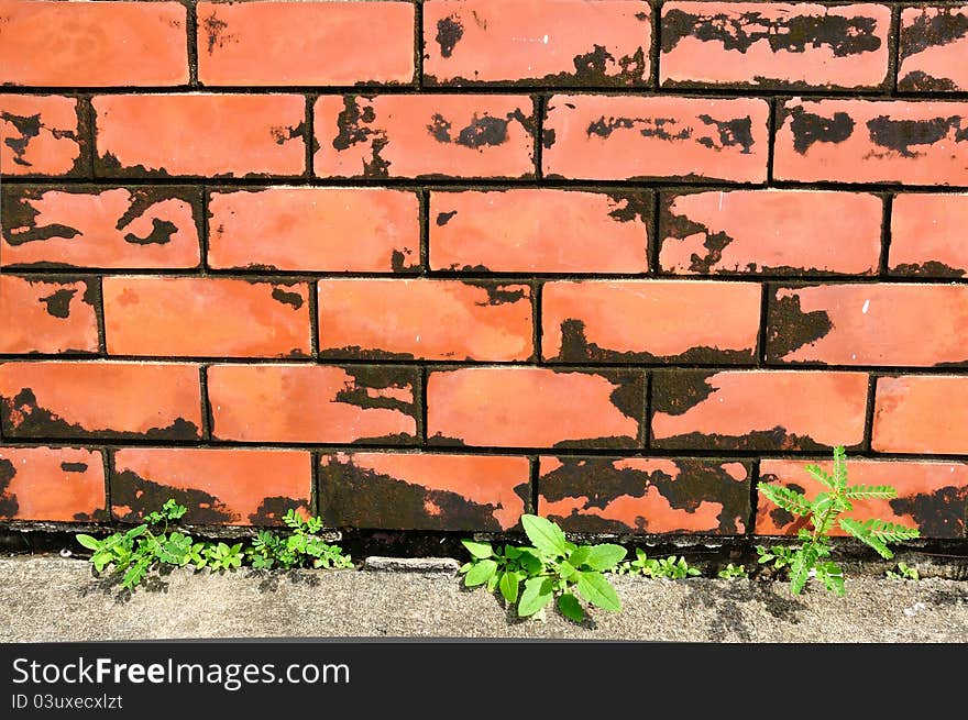 Closeup of red brick wall with weed,