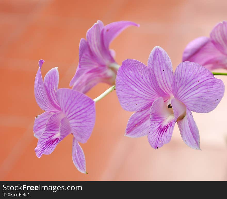 Beautiful Purple Orchid, Vanda