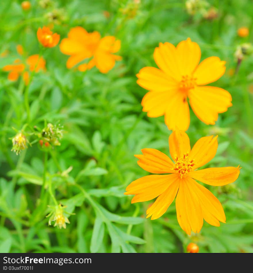 Beauty Yellow Cosmos, Flower, vivid. Beauty Yellow Cosmos, Flower, vivid