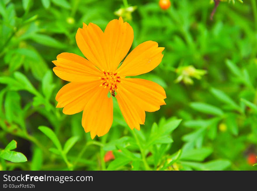 Beautiful Yellow Cosmos Flower, vivid flower. Beautiful Yellow Cosmos Flower, vivid flower