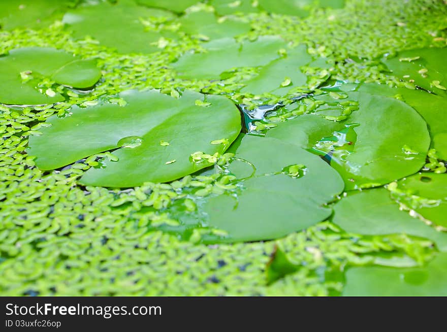 Closeup Of Lotus Leaf And Water Fern