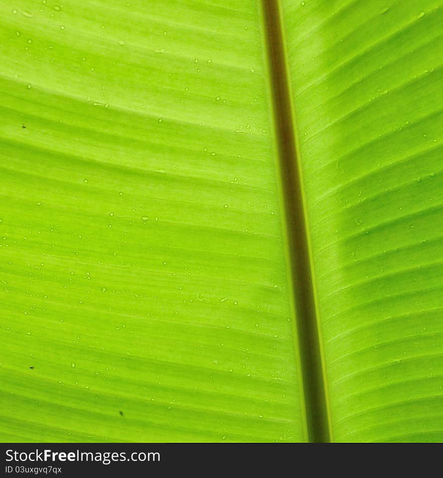 Backlit fresh green banana leaf with small water drops