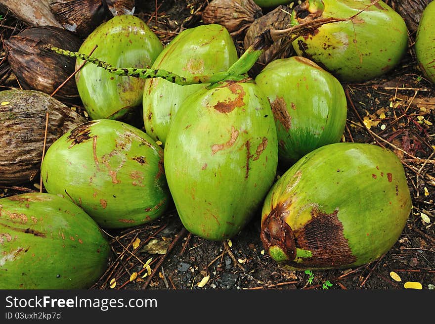 Coconut, Thailand