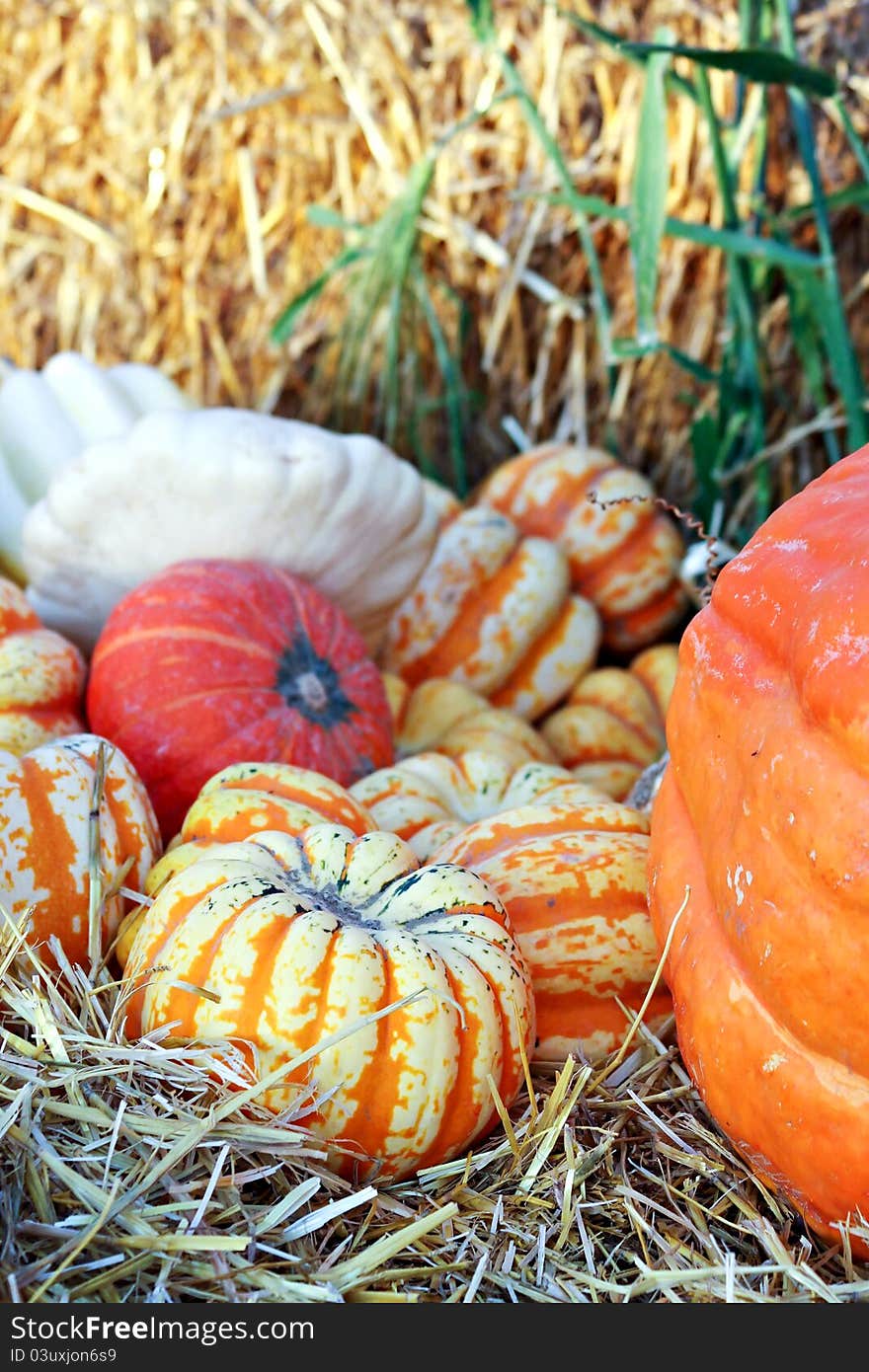 Gourds and Pumpkins