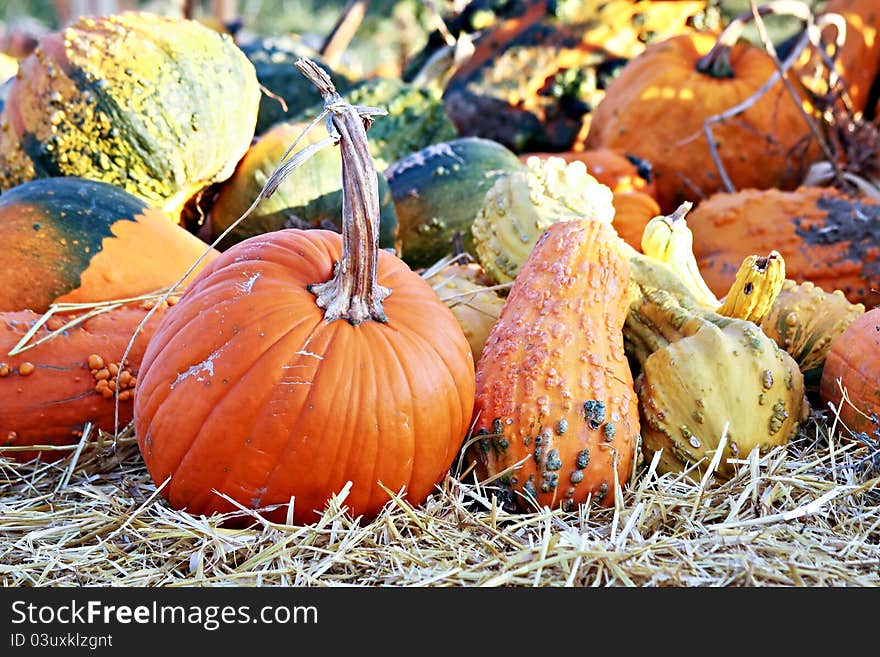 Assortment of squashes, gourds, and pumpkins. Assortment of squashes, gourds, and pumpkins