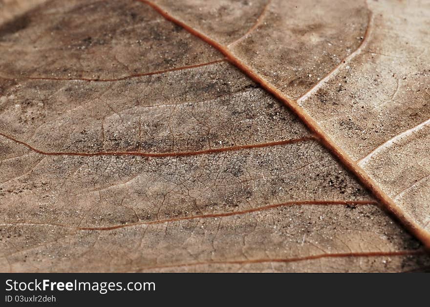 Abstract brown autumn leaf background