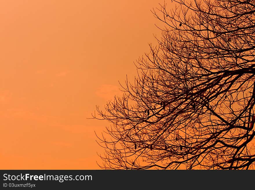 Silhouette of tree during sunset