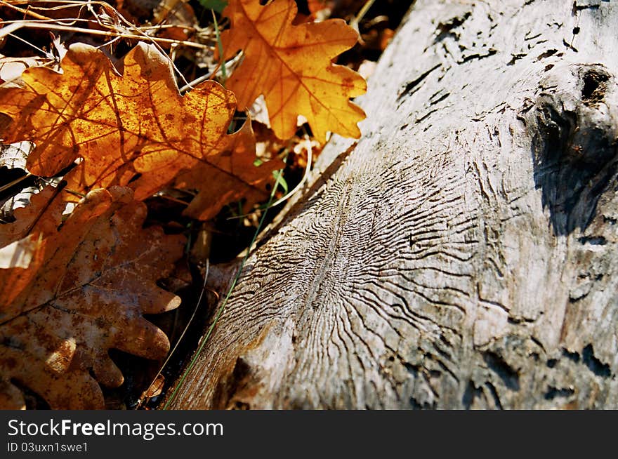 Dried oak leaf on an old log