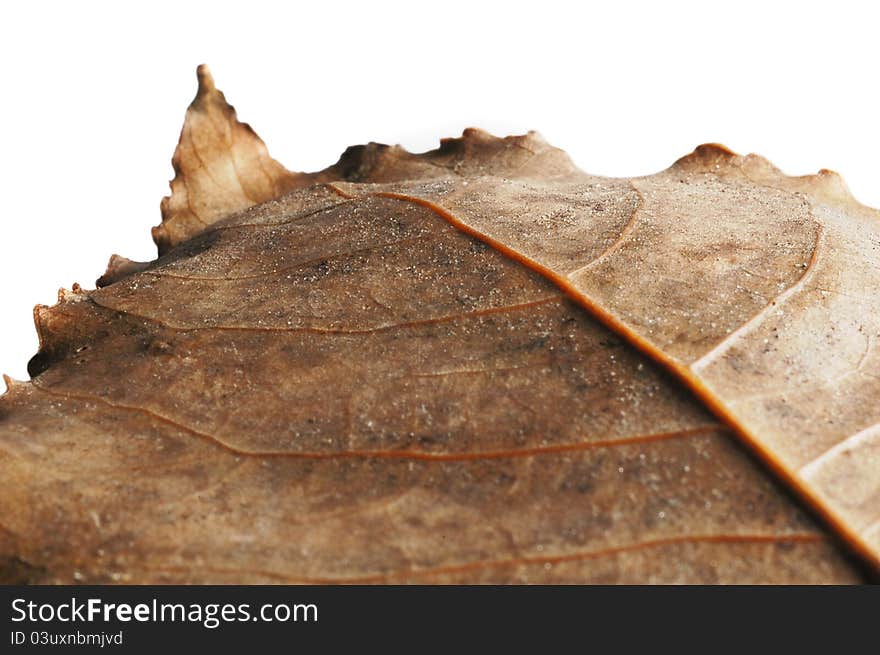 Macro close up of dried leaf isolated on white