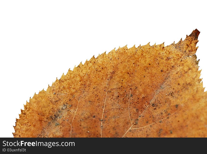 Macro close up of yellow dried leaf