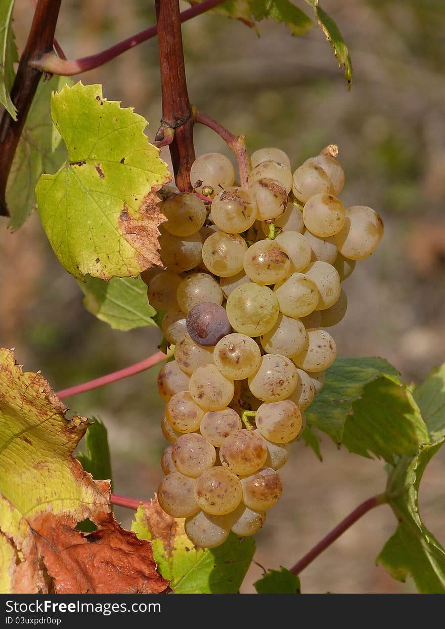 Wine, grapes