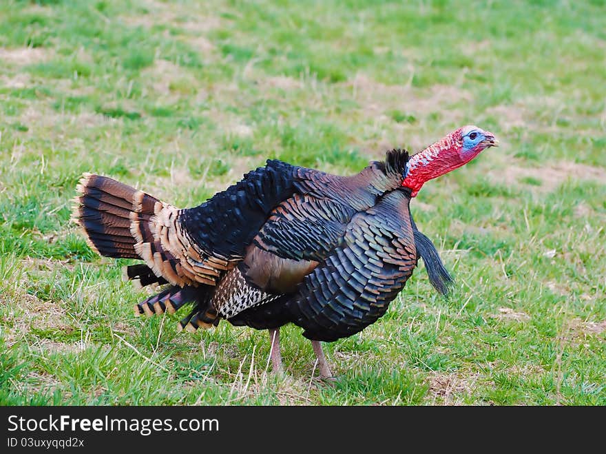 Tom Turkey