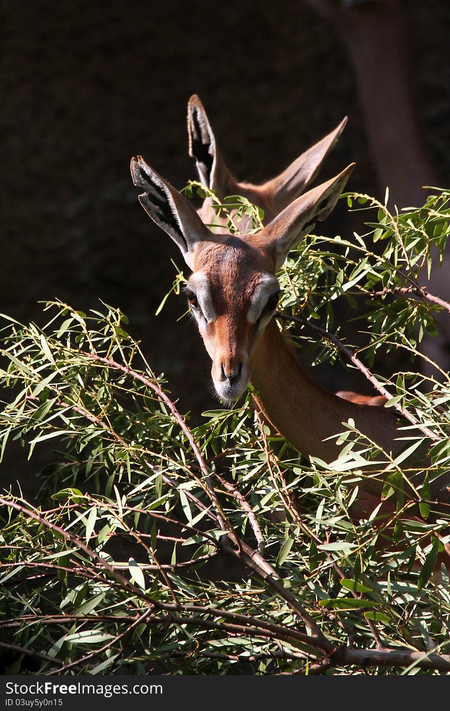 Female Gerenuks Looking Out From Tree Limbs With Dark Background