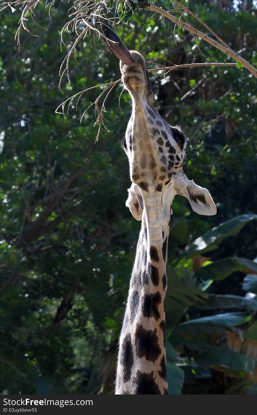 Giraffe With Long Tongue To Reach Tree Leaves