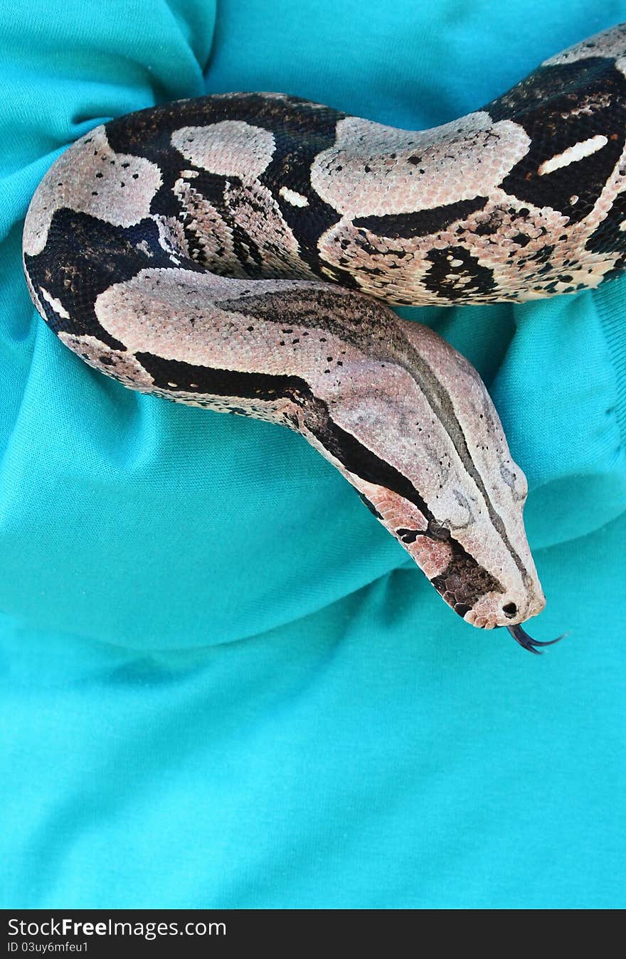 Close Up Detail Portrait Of Red Tail Boa Constrictor With Forked Tongue Against Blue Background. Close Up Detail Portrait Of Red Tail Boa Constrictor With Forked Tongue Against Blue Background