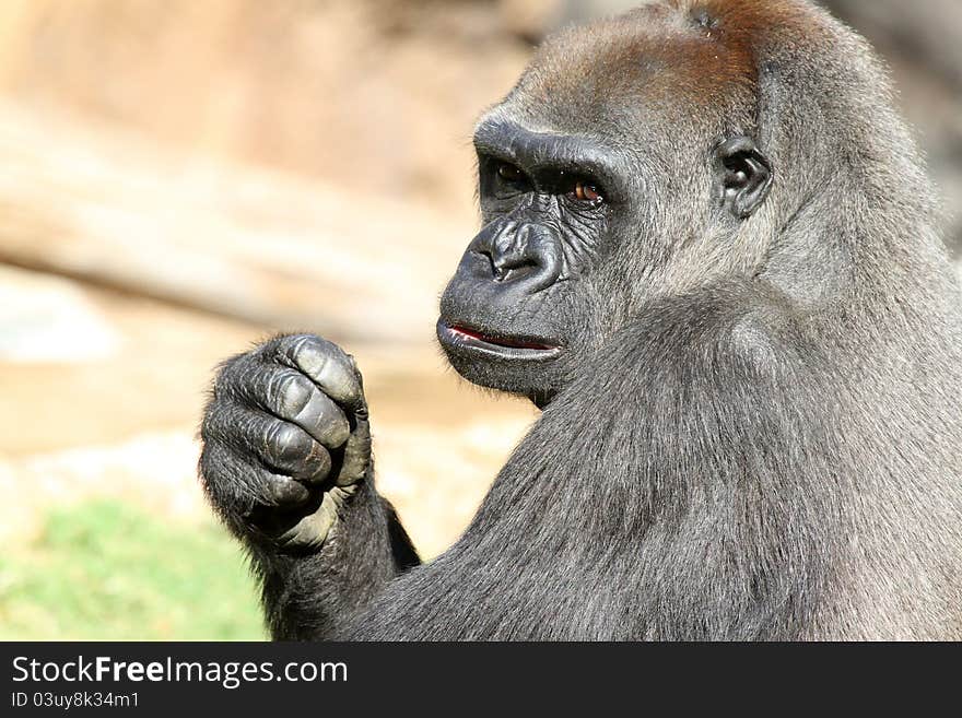 Angry Ape With Clenched Fist. Angry Ape With Clenched Fist