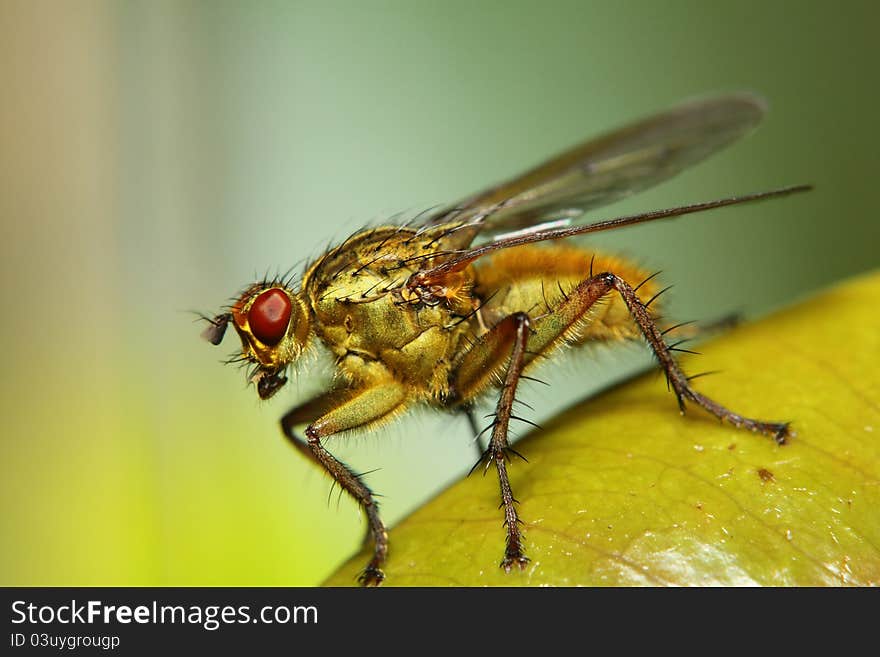 Life size image of gold colored hairy fly perched smooth graduated natural background. Life size image of gold colored hairy fly perched smooth graduated natural background