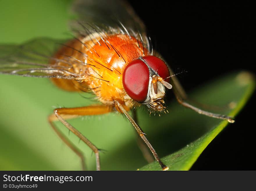 Red Eyed Orange Fly Close Up