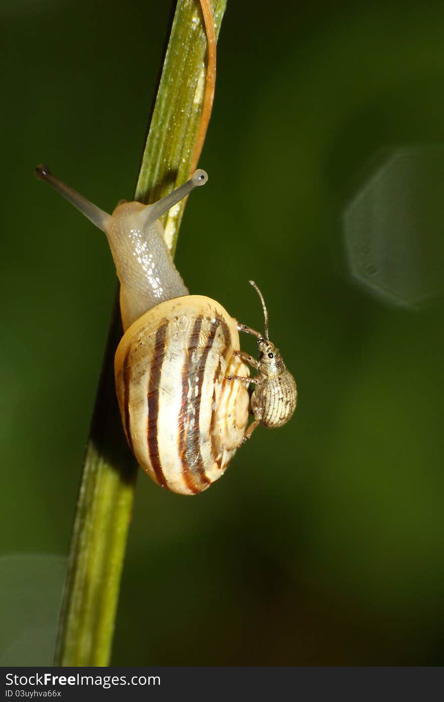 Garden snail going up a stalk with a bug hitching a free ride on shell. Garden snail going up a stalk with a bug hitching a free ride on shell