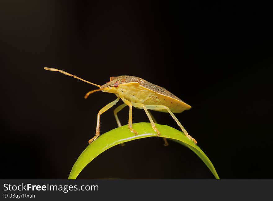 Stink Bug Macro