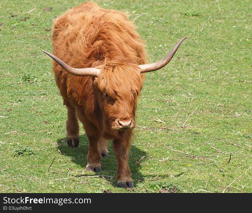 Red Highland cow which is a Scottish breed with long horns and long wavy coats. Red Highland cow which is a Scottish breed with long horns and long wavy coats.