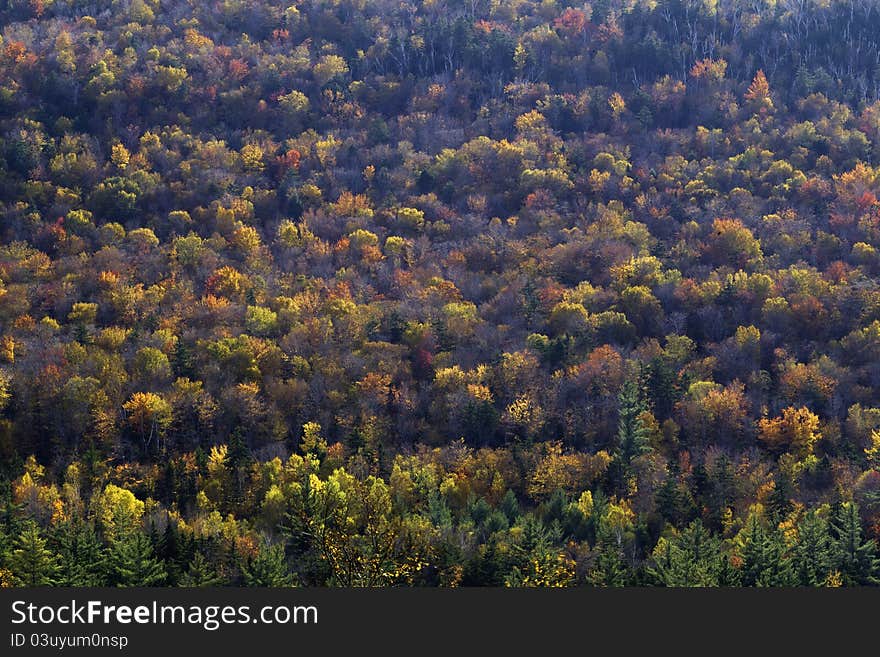 White Mountains in the autumn