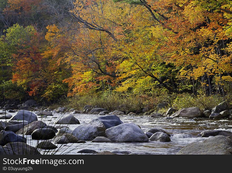 White Mountains forest in the autumn, New Hampshire