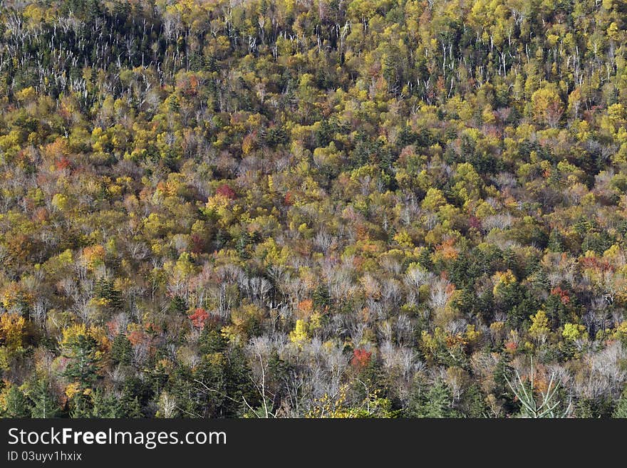 White Mountains in the fall