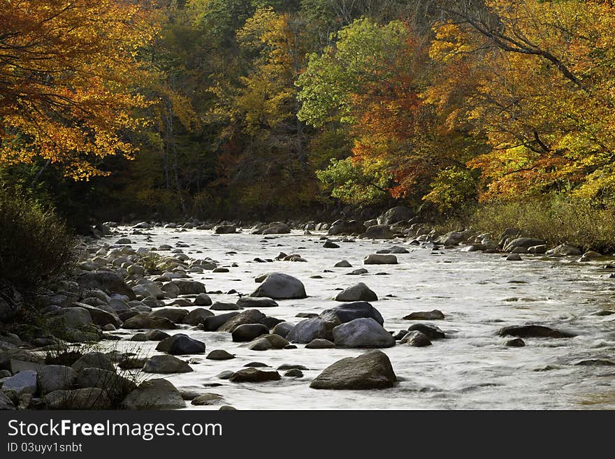 White Mountains forest in the autumn, New Hampshire