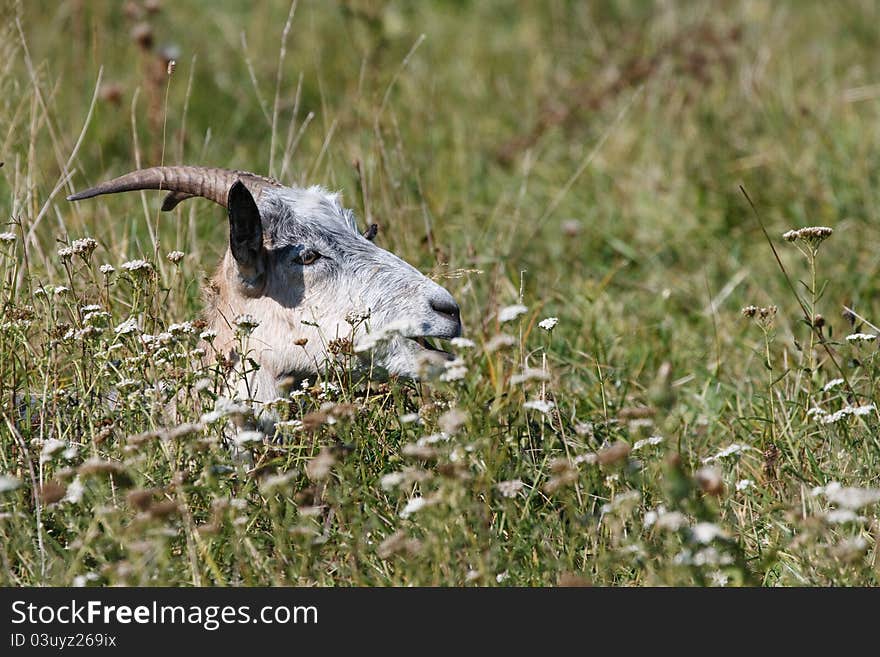 Goat Hide In The  Grass