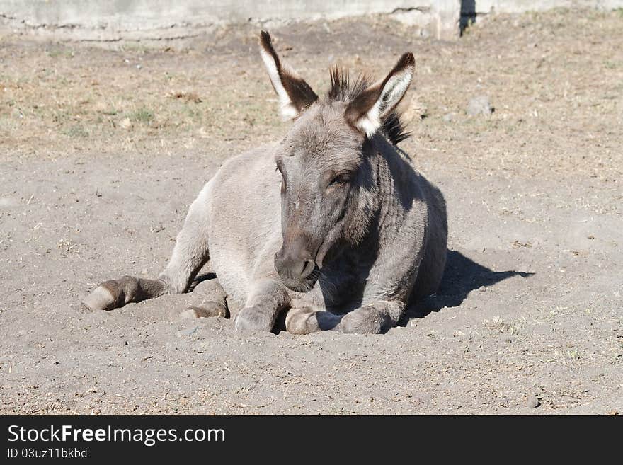 A male donkey is on the ground. A male donkey is on the ground