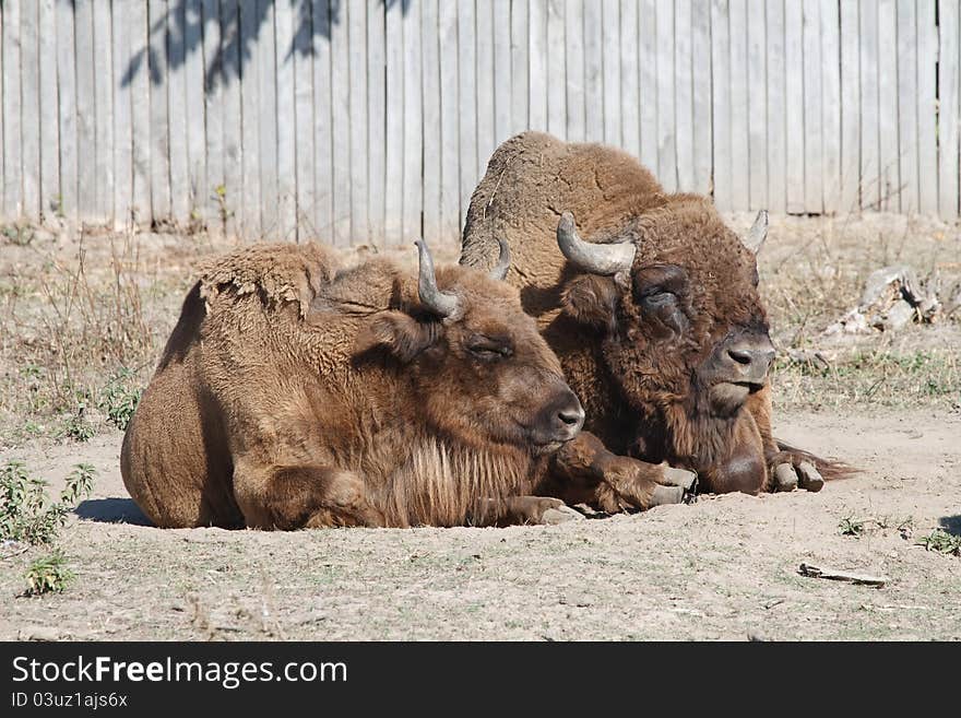 A pair of buffalo resting