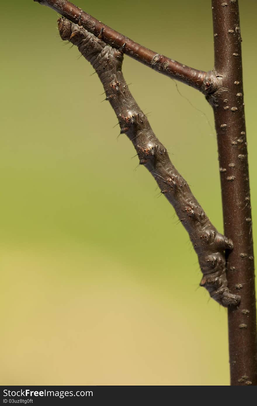 Caterpillar