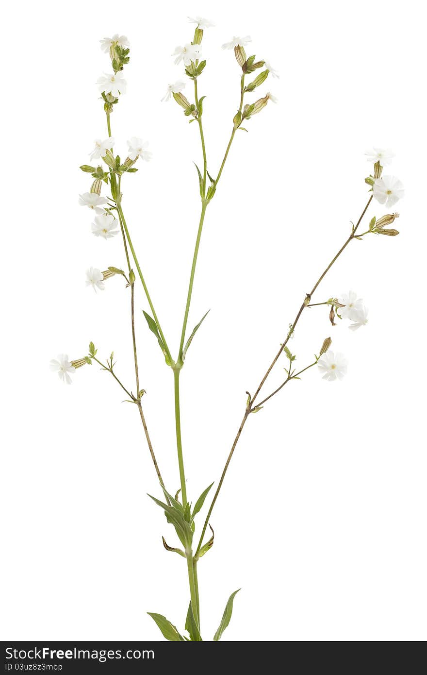 White flower campion(Silene latifolia) on white background