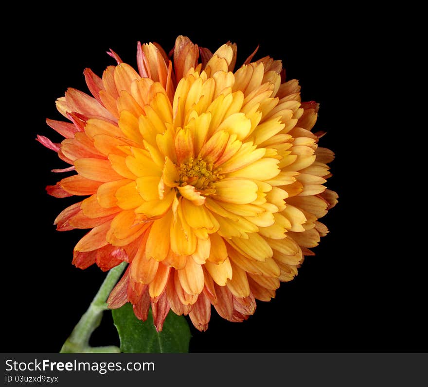 Orange mum isolated on a black background