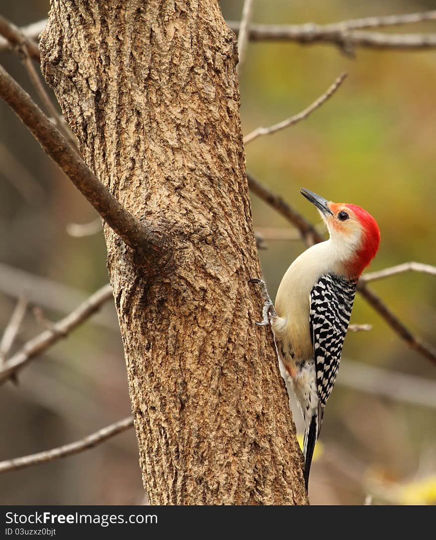 Red-bellied Woodpecker, Perched