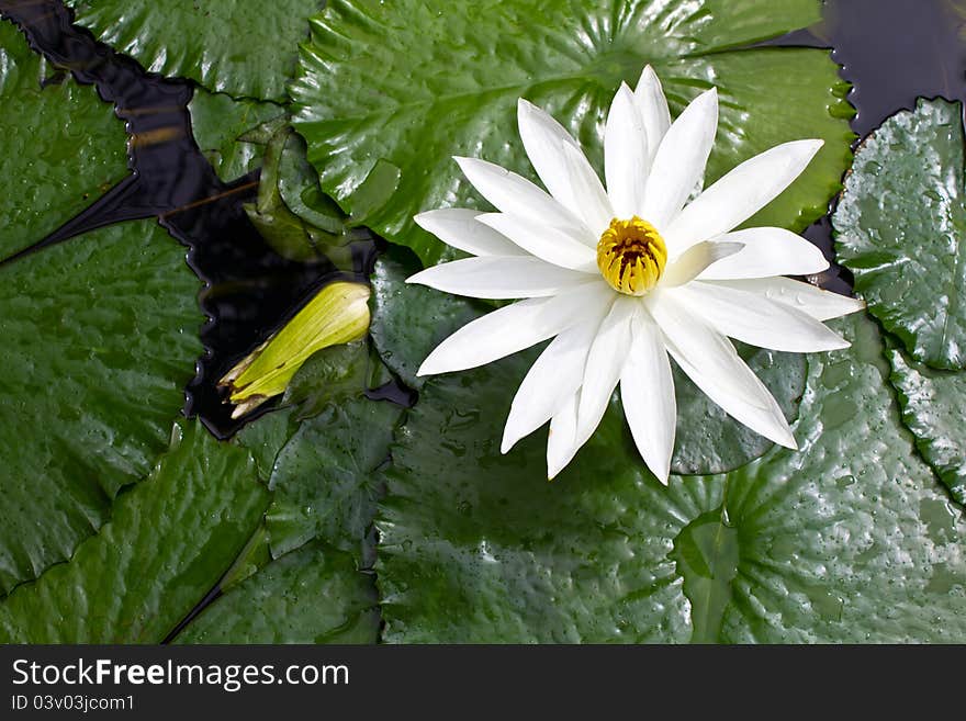 White lotus grows in the pond and died.