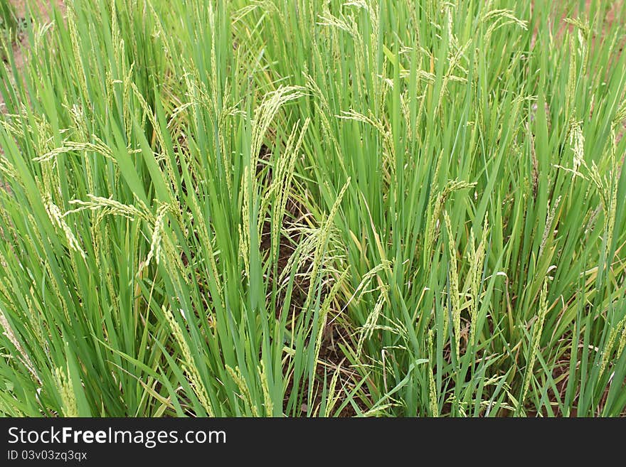 Green Paddy Plants