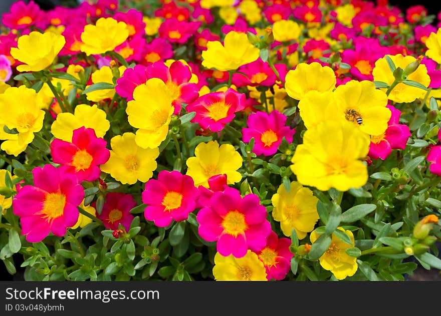 Many flowers, small flowers sold market. Many flowers, small flowers sold market.