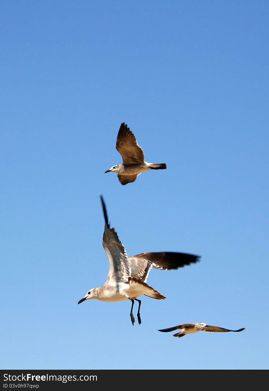 Seagulls flying on beautiful blue sky