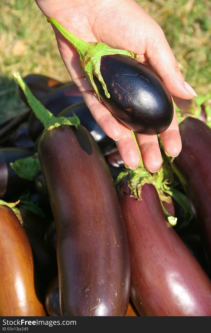 A small egg-plant in a hand