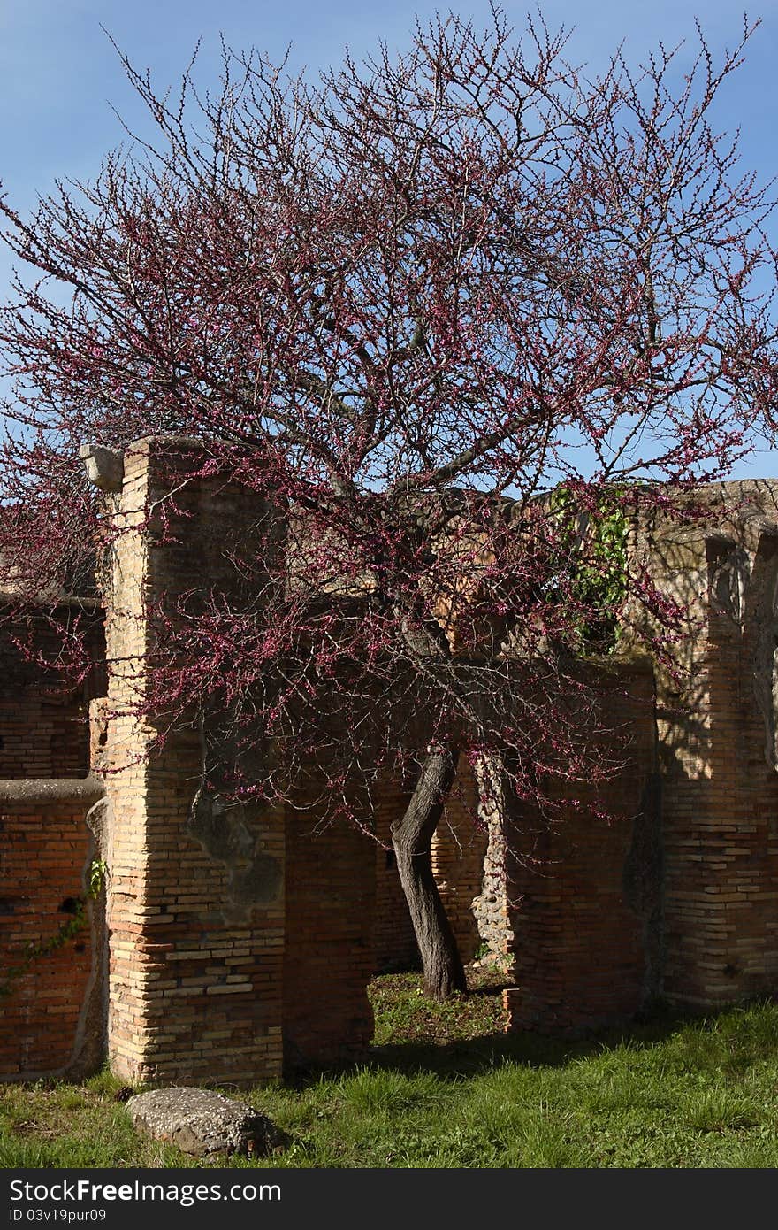 Ostia Antica S Ruins And Tree